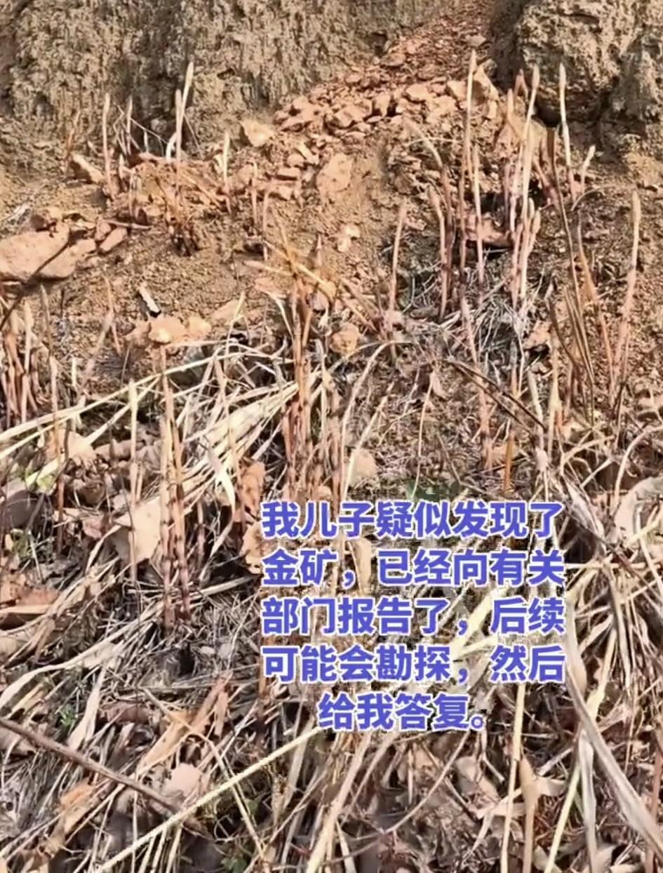 辽宁大连，8岁男孩和家人爬山挖野菜时，孩子突然指着一片枯草地说“这是问荆草，这种
