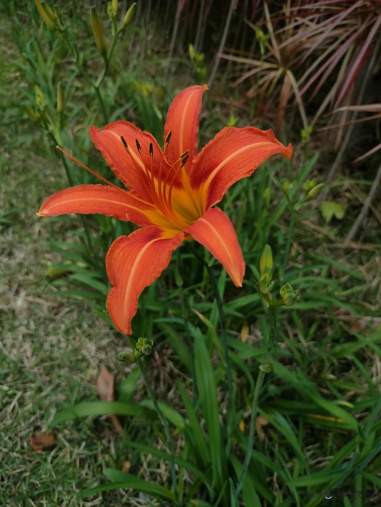 萱草花开