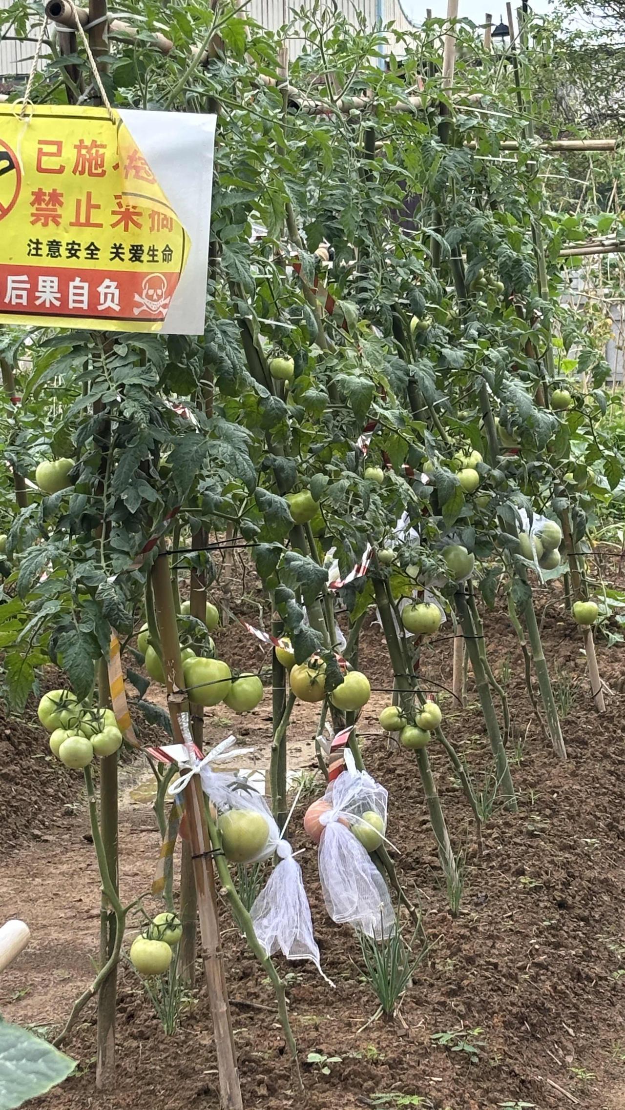 刚熟透的番茄就被小偷连续光顾了三天，估计是袋子带小了！
起初开荒种菜只是为了娱乐