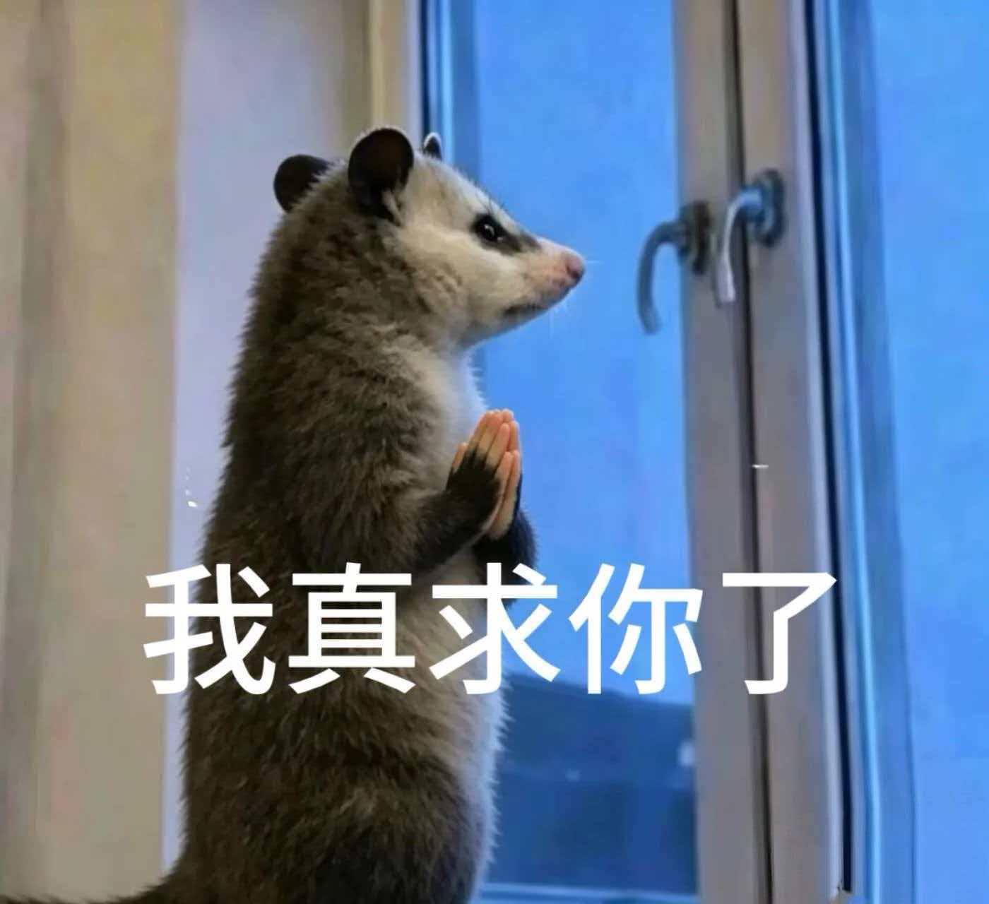 周杰伦个唱首登北京鸟巢大小姐驾到，通通闪开，这次上美团搜Jay会有大惊喜，本小姐
