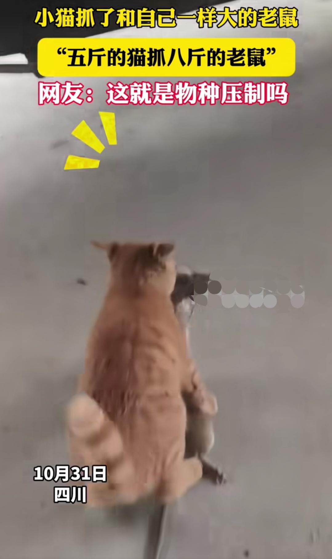物种压制，小猫抓大老鼠
就以前的田园猫，狸花猫，抓老鼠那是很厉害的。这个小猫，就