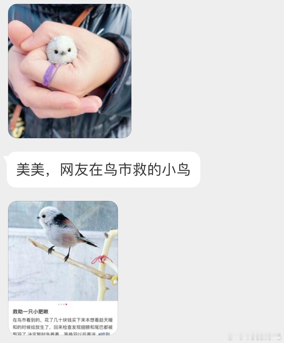 是一只【北长尾山雀】（野生鸟类翅膀被剪那得等到下次换羽了希望它能重回自然[泪] 