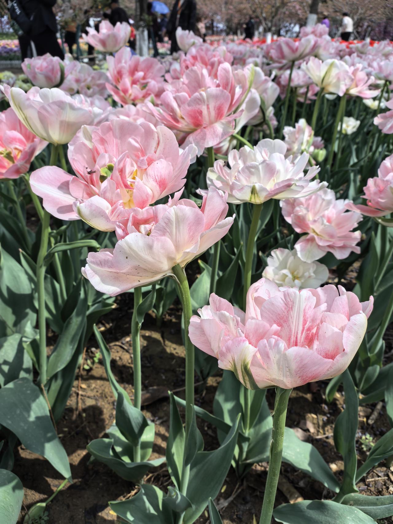 今年春天最想实现的心愿平平安安！健健康康！快快乐乐！