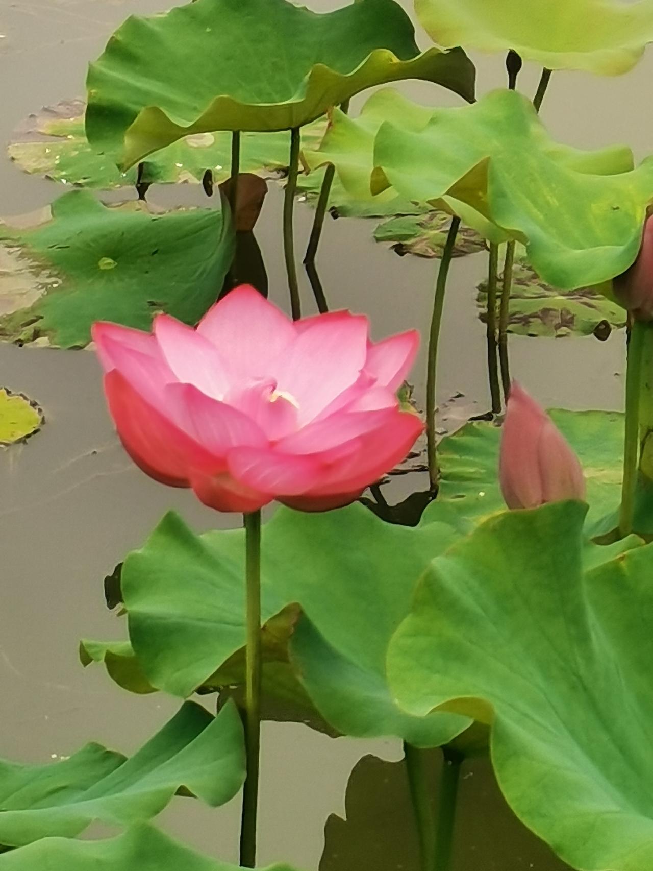分享荷花的美夏日荷花别样美，清纯高雅显神韵。