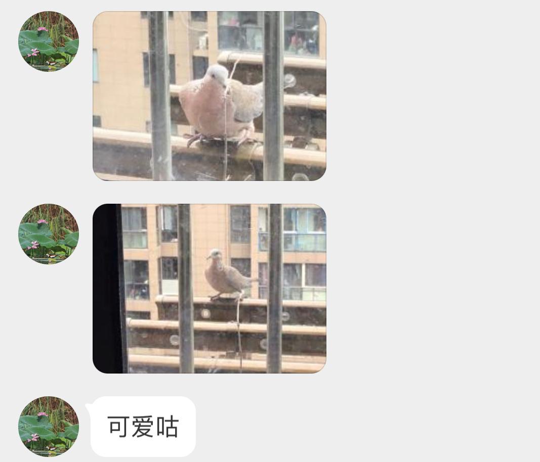 #鸟粉投稿# 窗台筑巢的【珠颈斑鸠】叼了几根树枝就开始下蛋🥚了！ ​​​