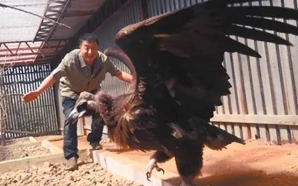 2013年，沈阳一个男子救下一只中毒濒死的秃鹫，放生3次失败后，秃鹫却做出了一件