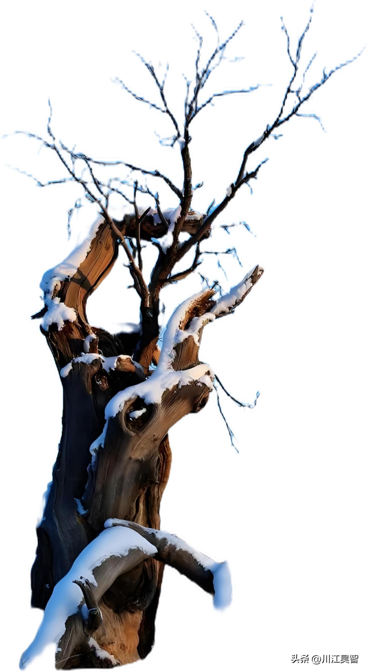 胡杨雪
 
寒沙覆雪映残枝，
铁骨凌霜意未迟。
千年守望风兼雪，
独守苍茫一段诗