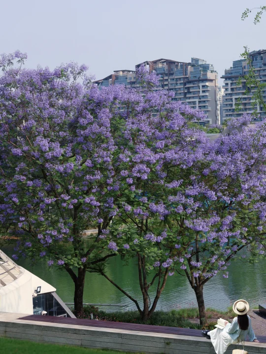 成都....这里的蓝花楹美哭了😭附拍照攻略💜