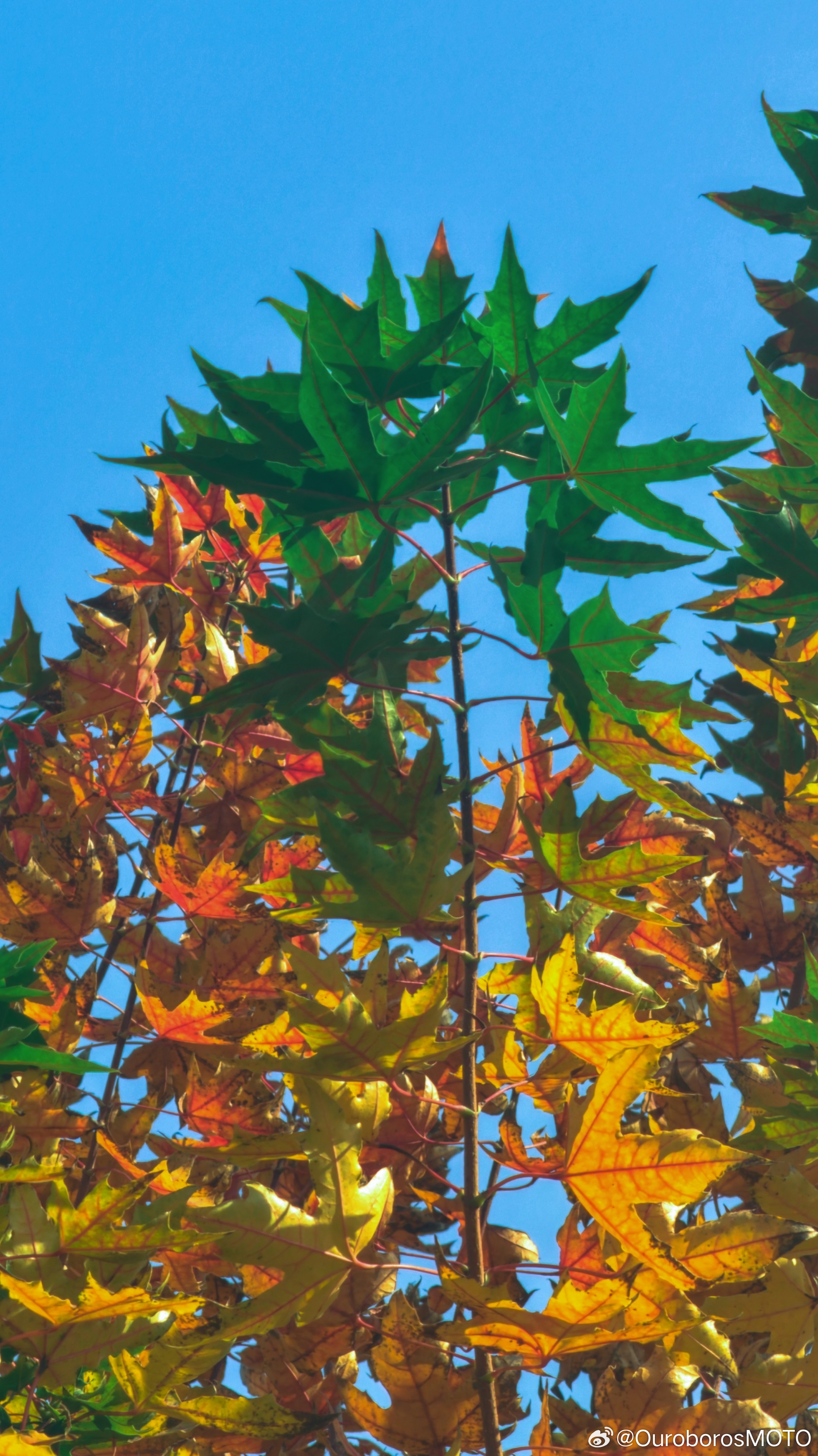 试试微博极速版，感觉都是很日常的功能 ​​​