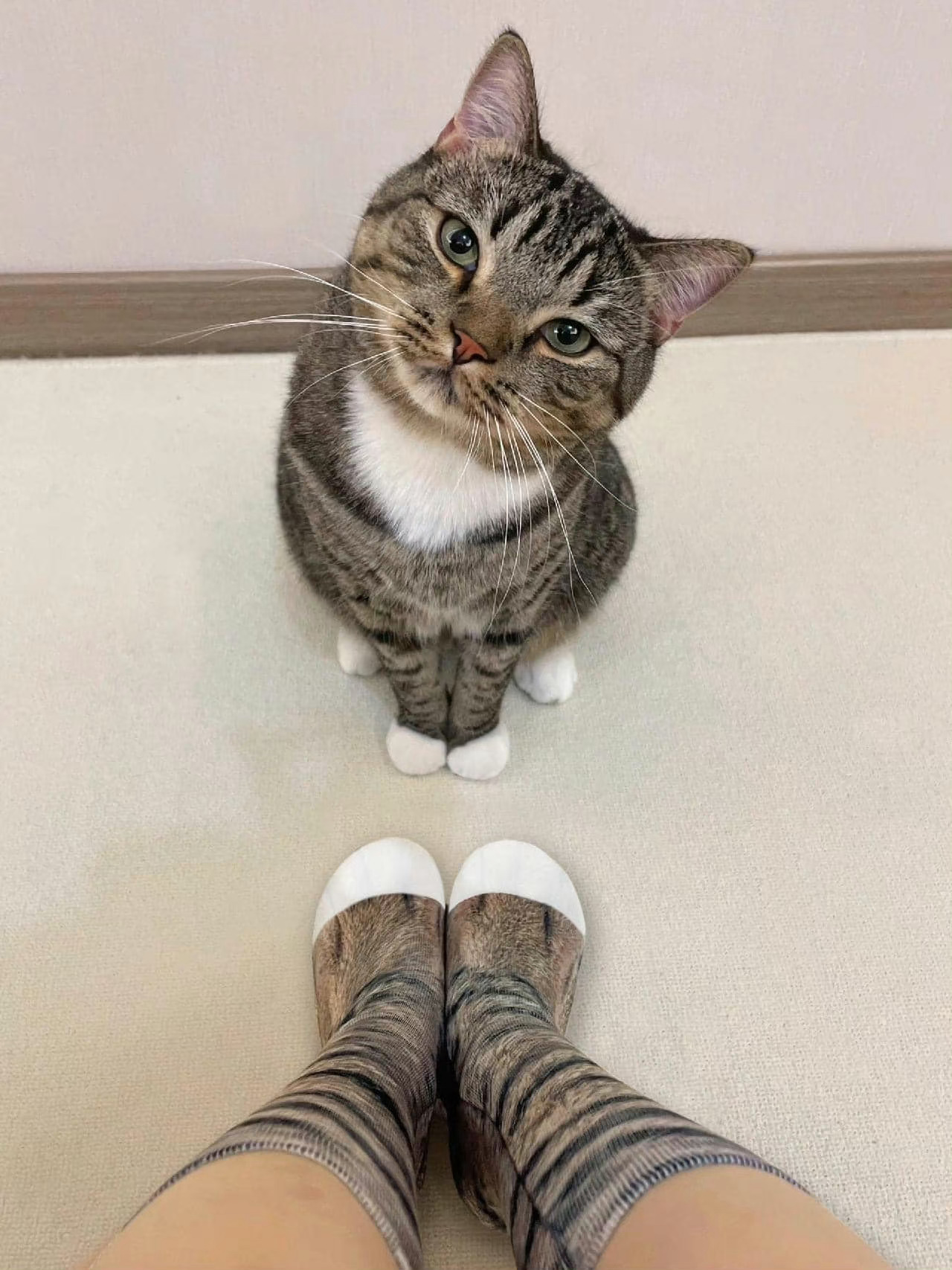 主人穿了一双猫咪同款袜子！！ ​​​