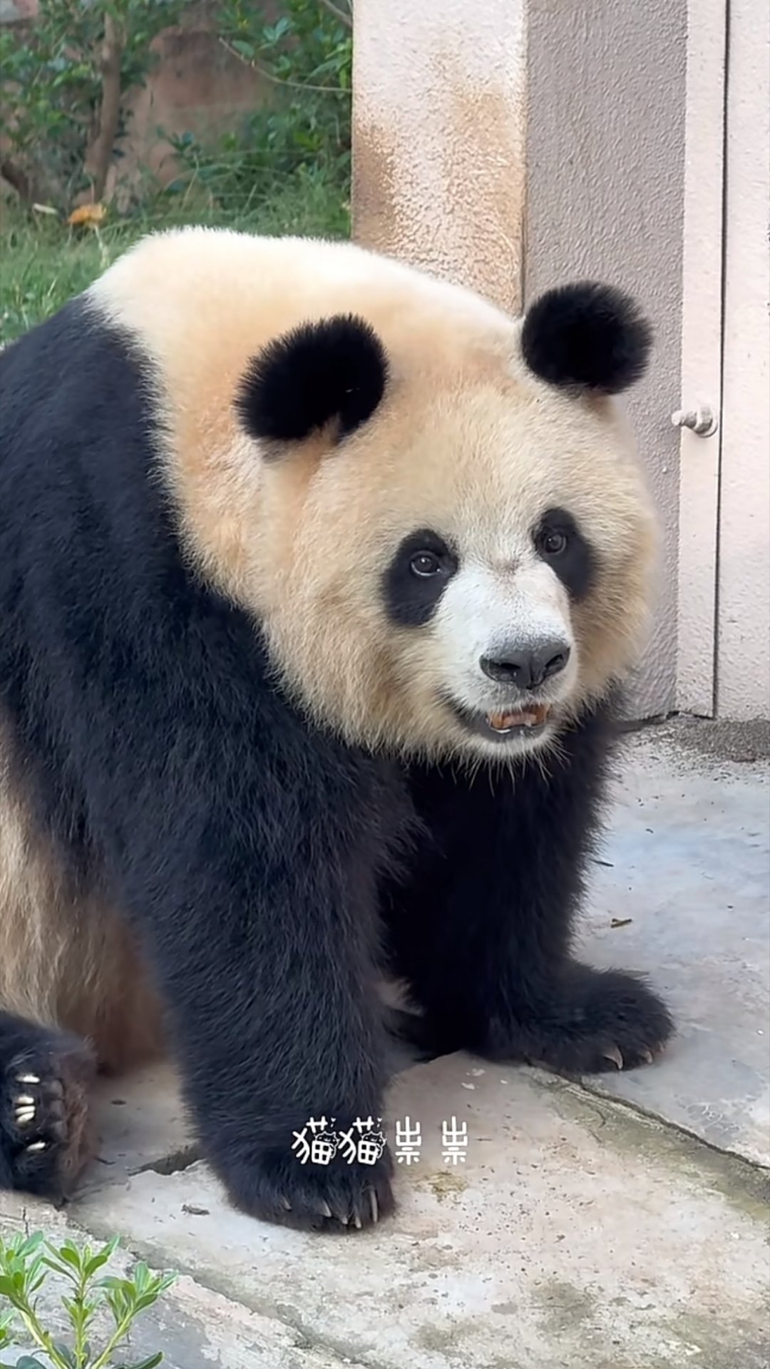 润狗狗真漂亮 