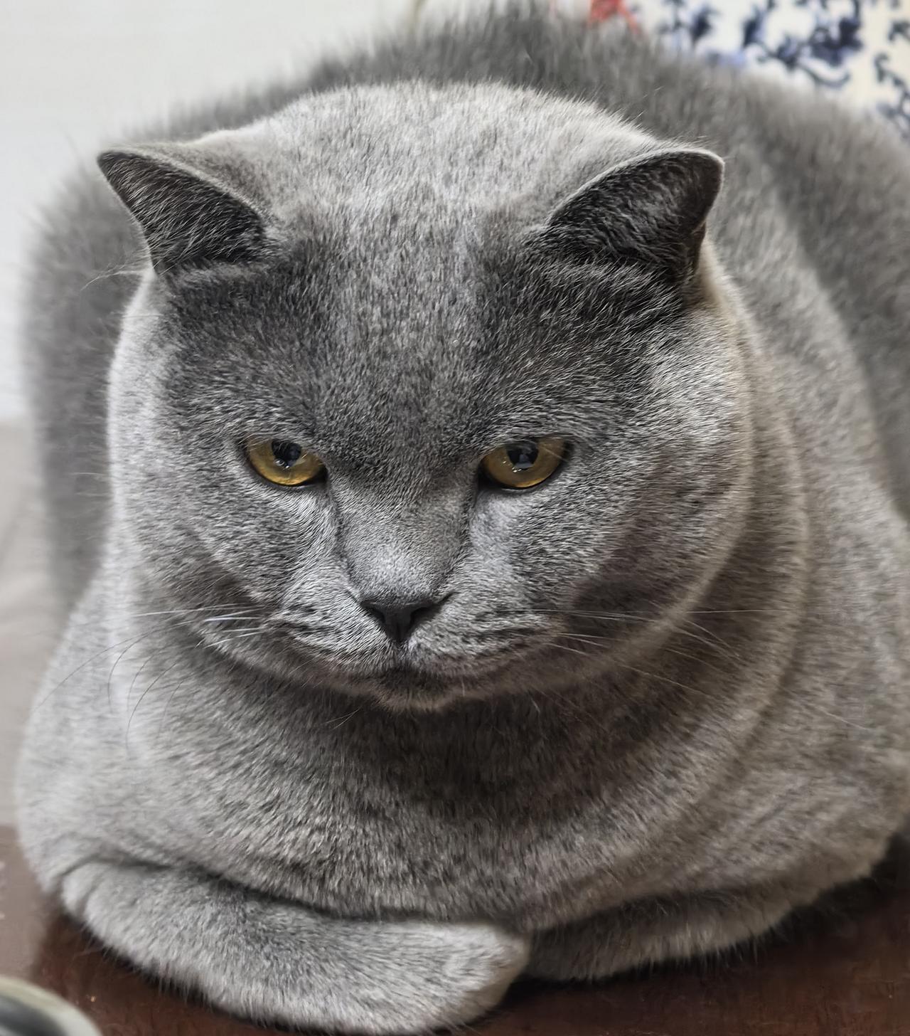 冬日生活打卡季 脸圆是福气，毛厚是底气，本喵的可爱自带分量✨