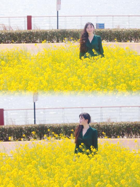 九龙湖的春天真的很浪漫！