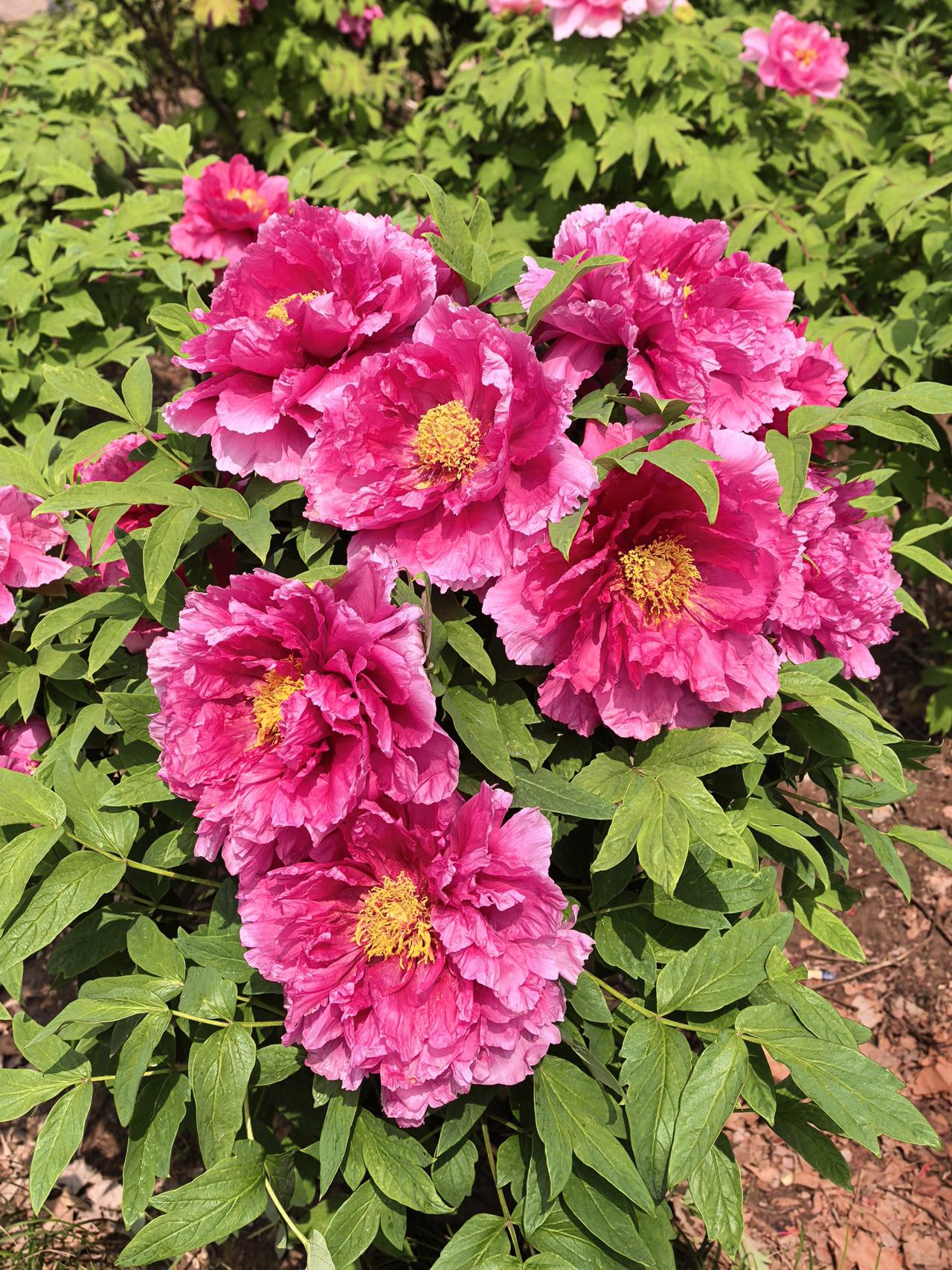 一不小心上海的牡丹就开始谢了
总以为上海的牡丹还在枝头盛放，雍容压枝，国色倾城，