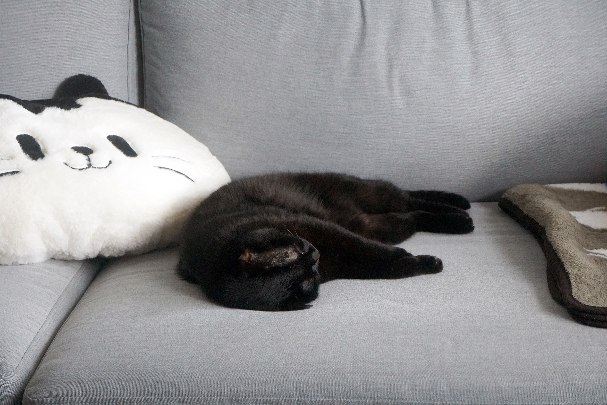 早上起床，發現蝦蝦睡在沙發上小時候以為沙發就是爸爸的床。蝦蝦不可以太可愛 ​​​