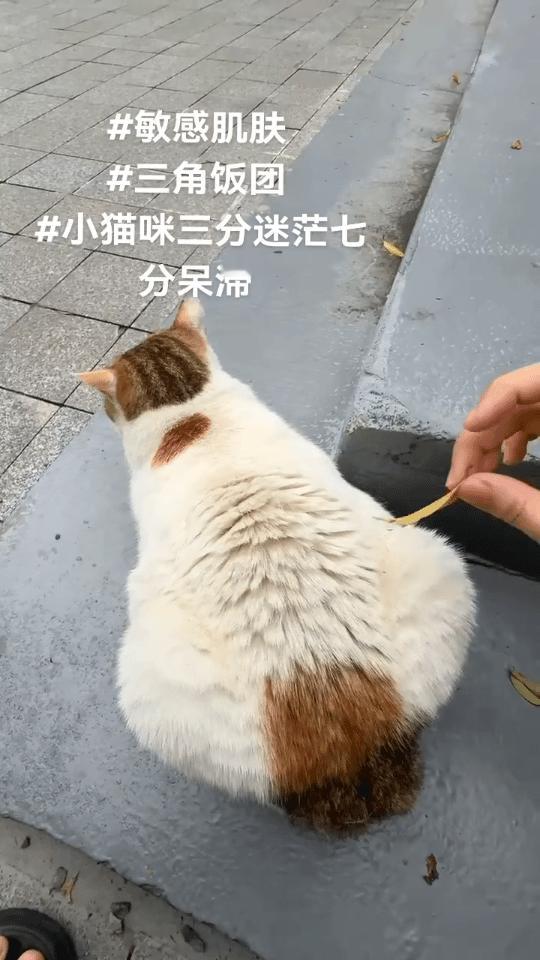 猫猫敏感肌启动开关 春日放个疯 ​​​