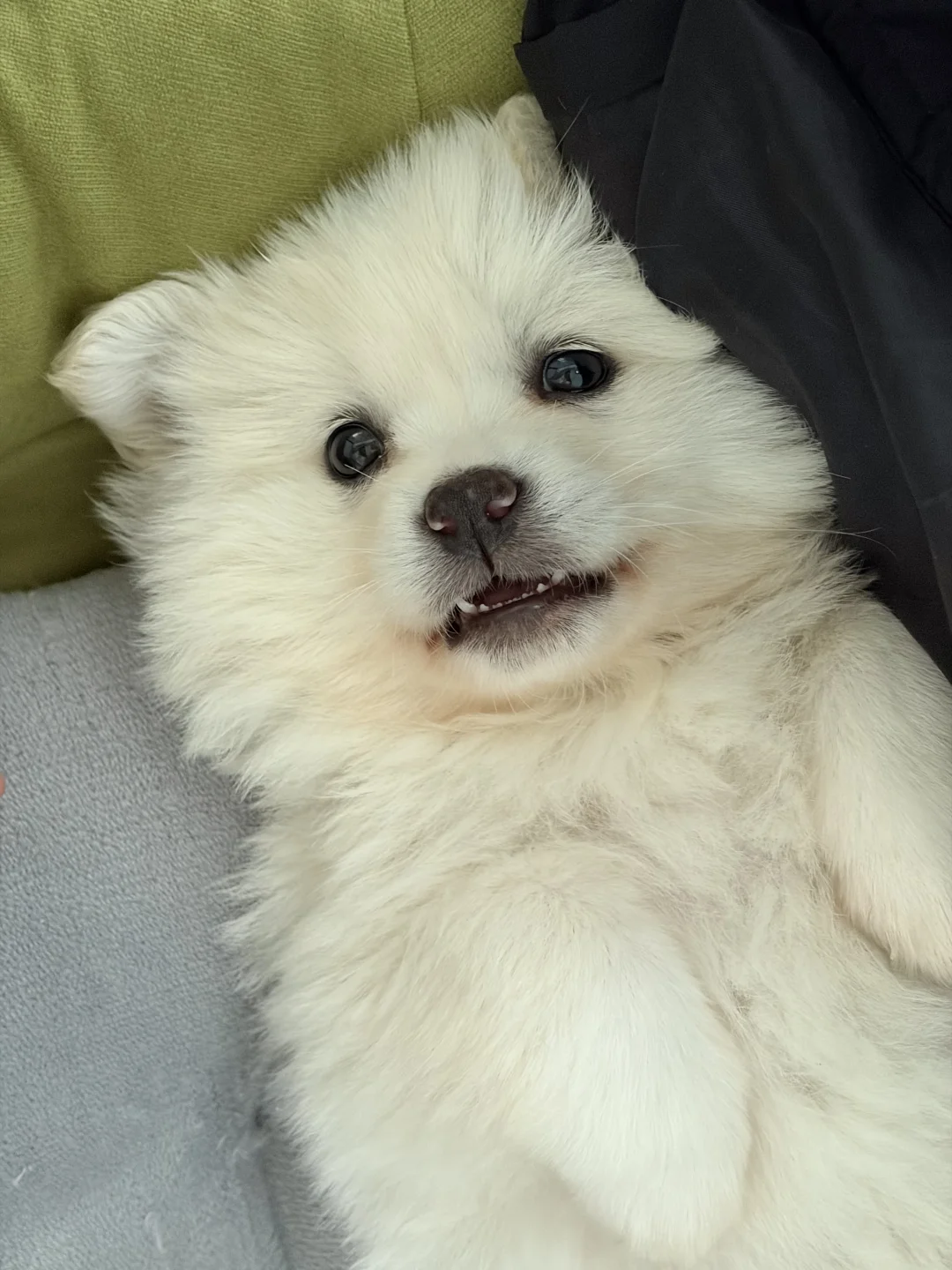 🐶：汪的天 还我妈生狗！