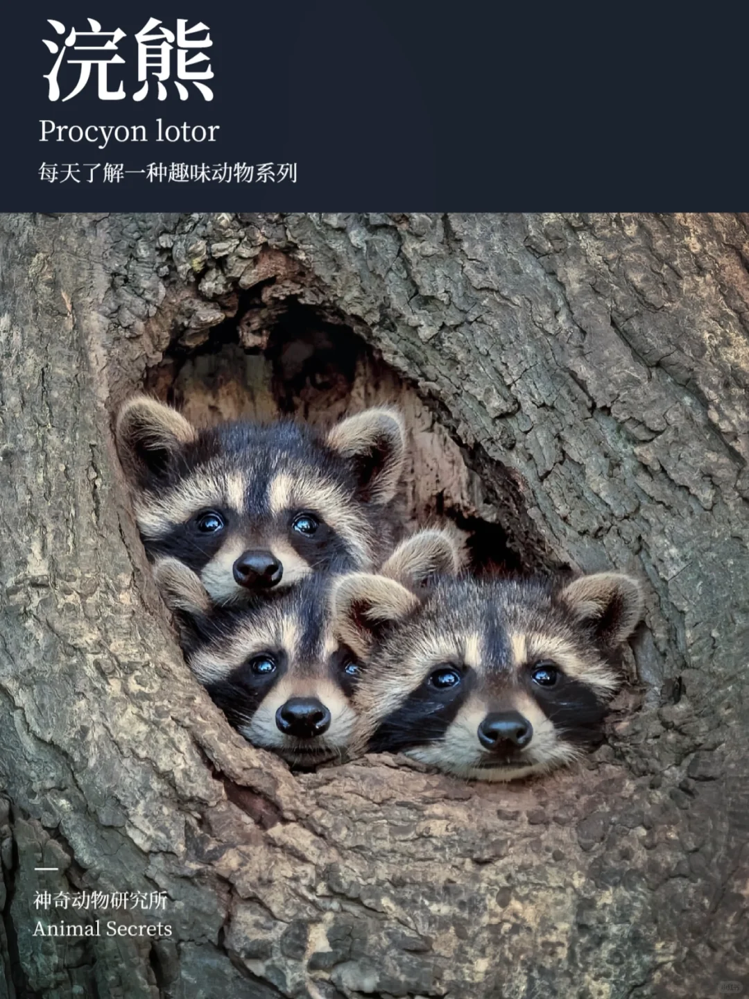 每天了解一种趣味动物👀浣熊