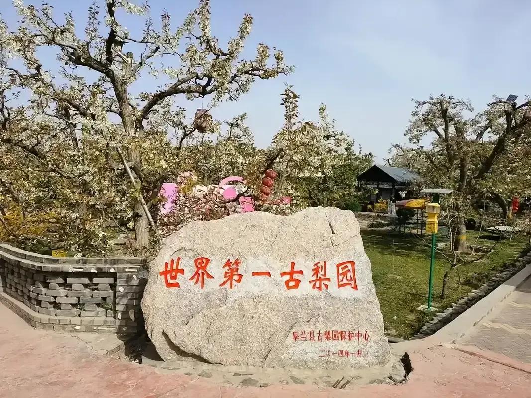 中国新诗协会 
世界第一古梨园
文11珂芃·原创
世界第一古梨园
丝绸之路经济带