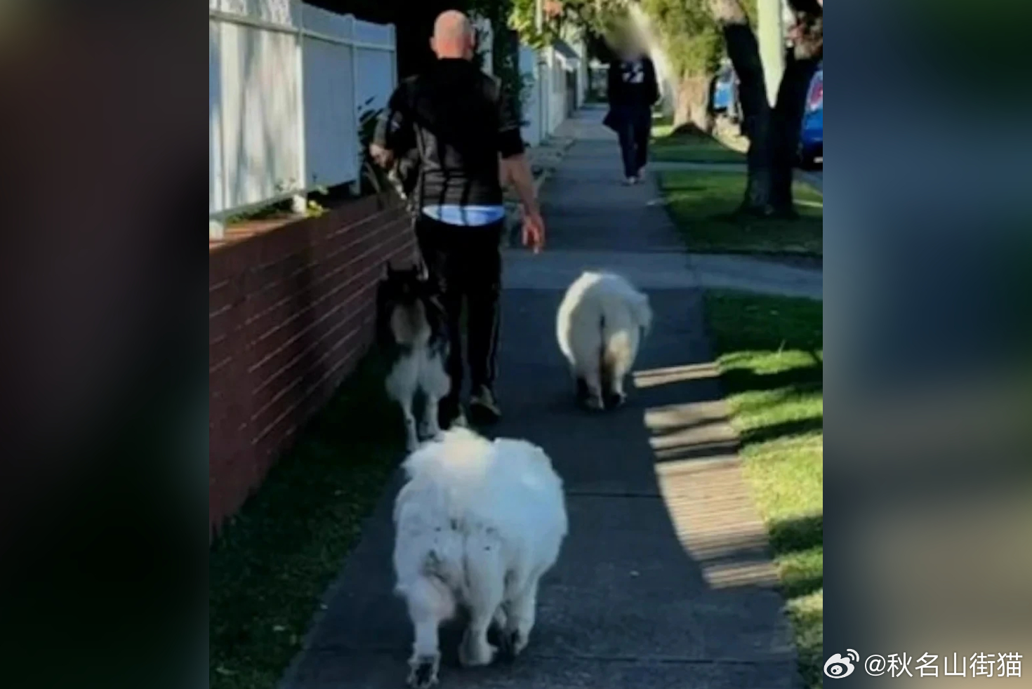 华裔女童被未拴绳大狗吓哭，家长提醒牵绳反遭辱骂：“滚回中国”引发澳洲华人关注海外