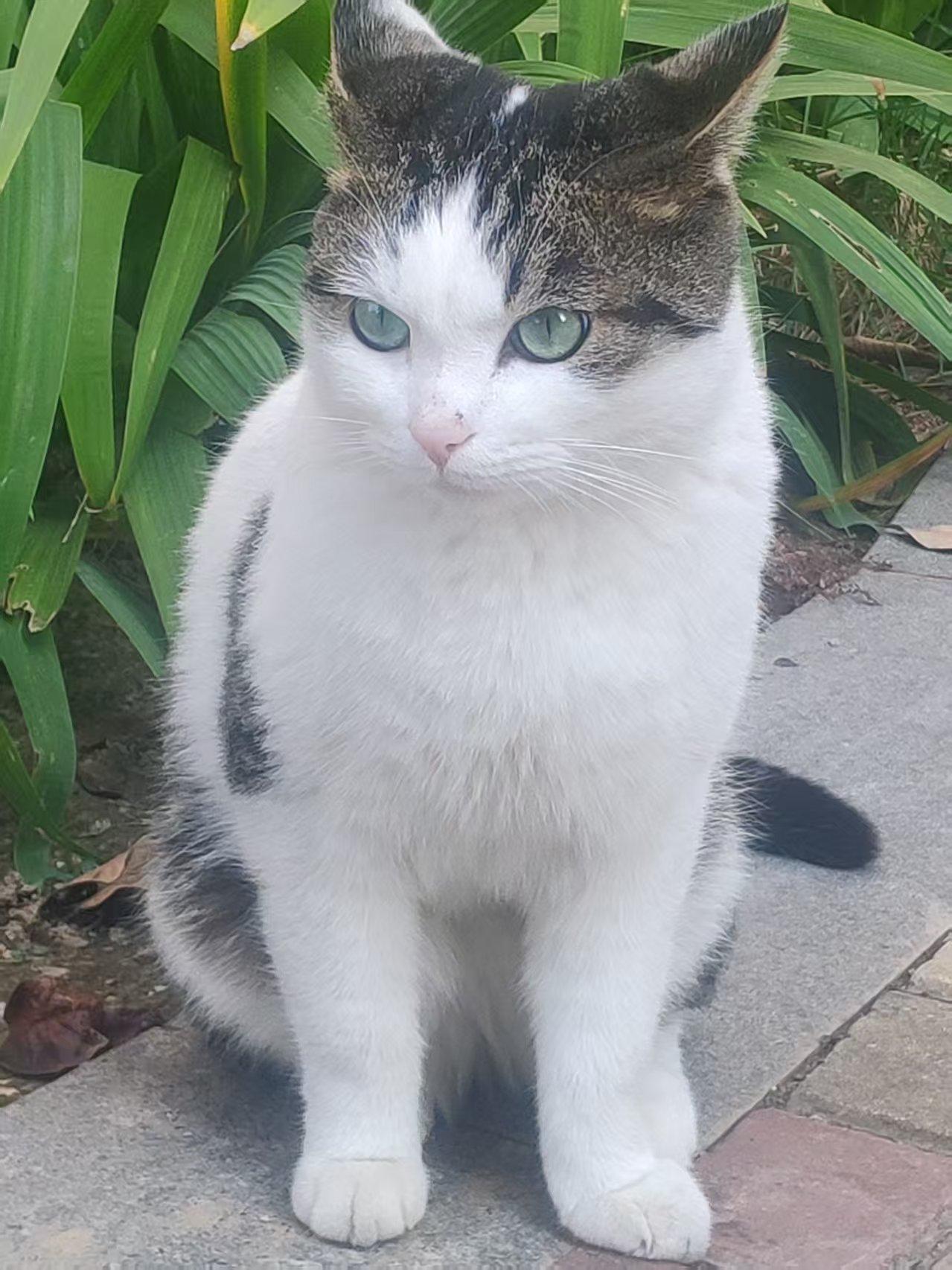 有灵性的流浪猫
       老婆地下室的窗户下面给小区的流浪猫放点猫粮和水有些