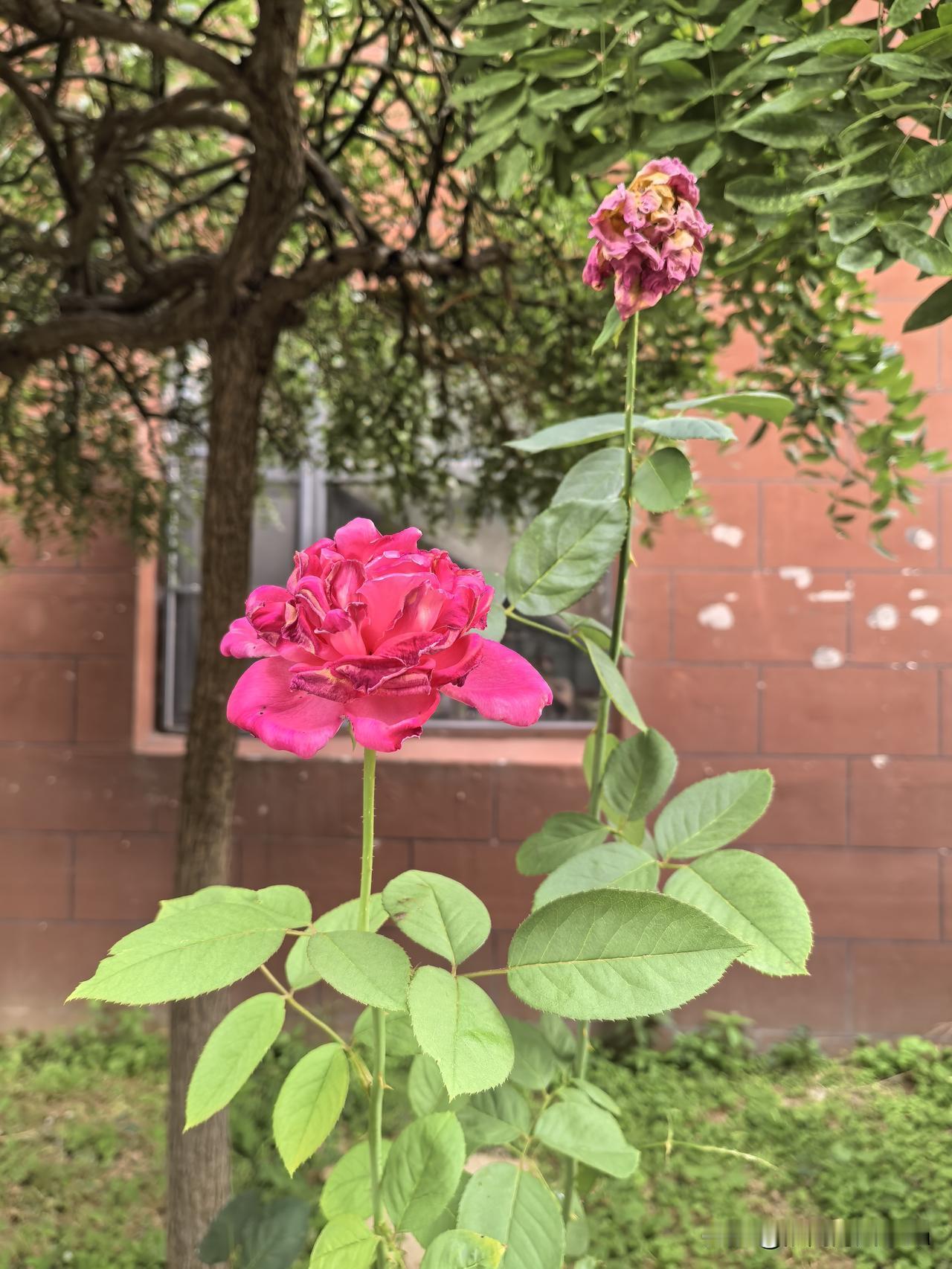 残花辞树，静待秋安。
遛弯时，发现楼下的花儿渐渐枯萎，有了凋零的痕迹。

随手拍