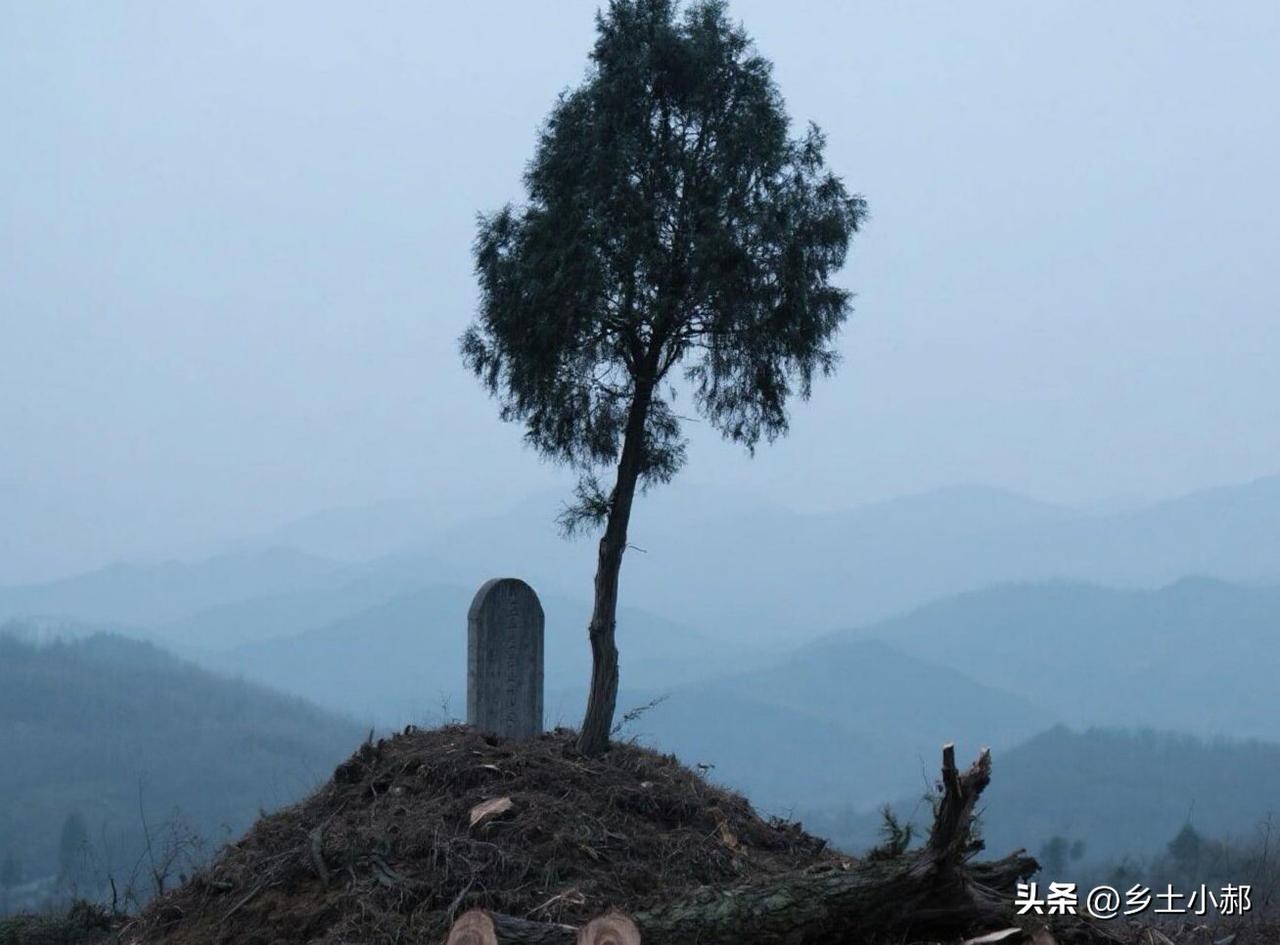 老话：“家里富不富，先看坟前树”，不是迷信

走在乡间小路，常会看见祖坟周边栽种