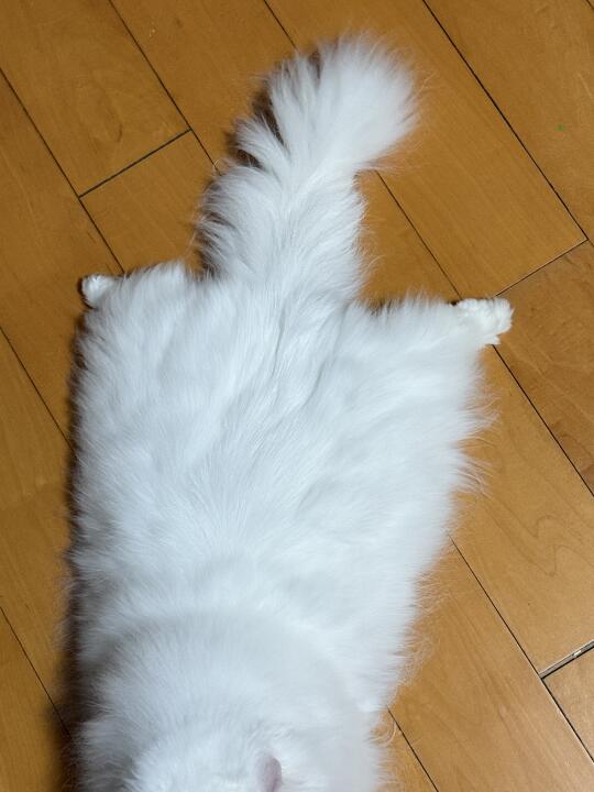 小猫劈叉