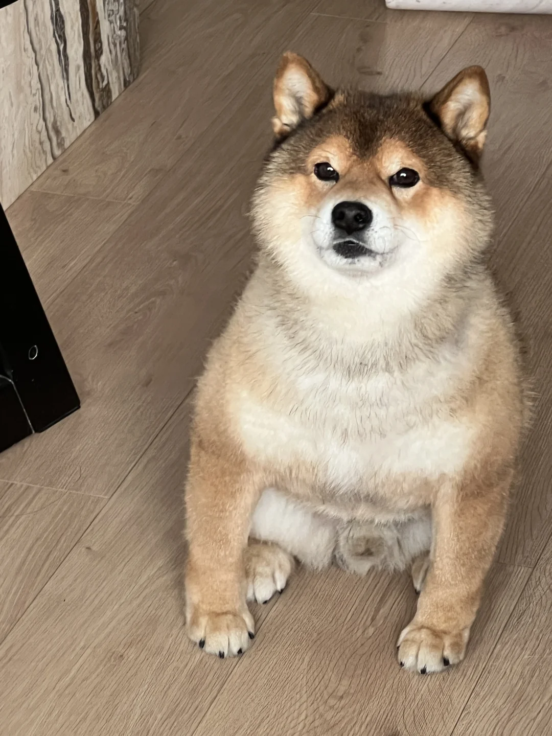 🐶 对自己差点吧！