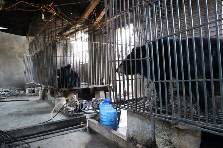两只从越南一家熊胆养殖场获救的月熊，在被囚禁于狭小笼子数十年后，即将迎来20多年