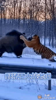 哈哈！

       雪地对决名场面，百兽之王也有吃瘪的时候！老虎觅食撞见30