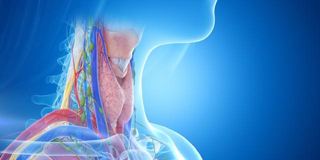 我国超2亿人患甲状腺病？世卫组织：停止食用6物，保护甲功

甲状腺在身体里虽然不