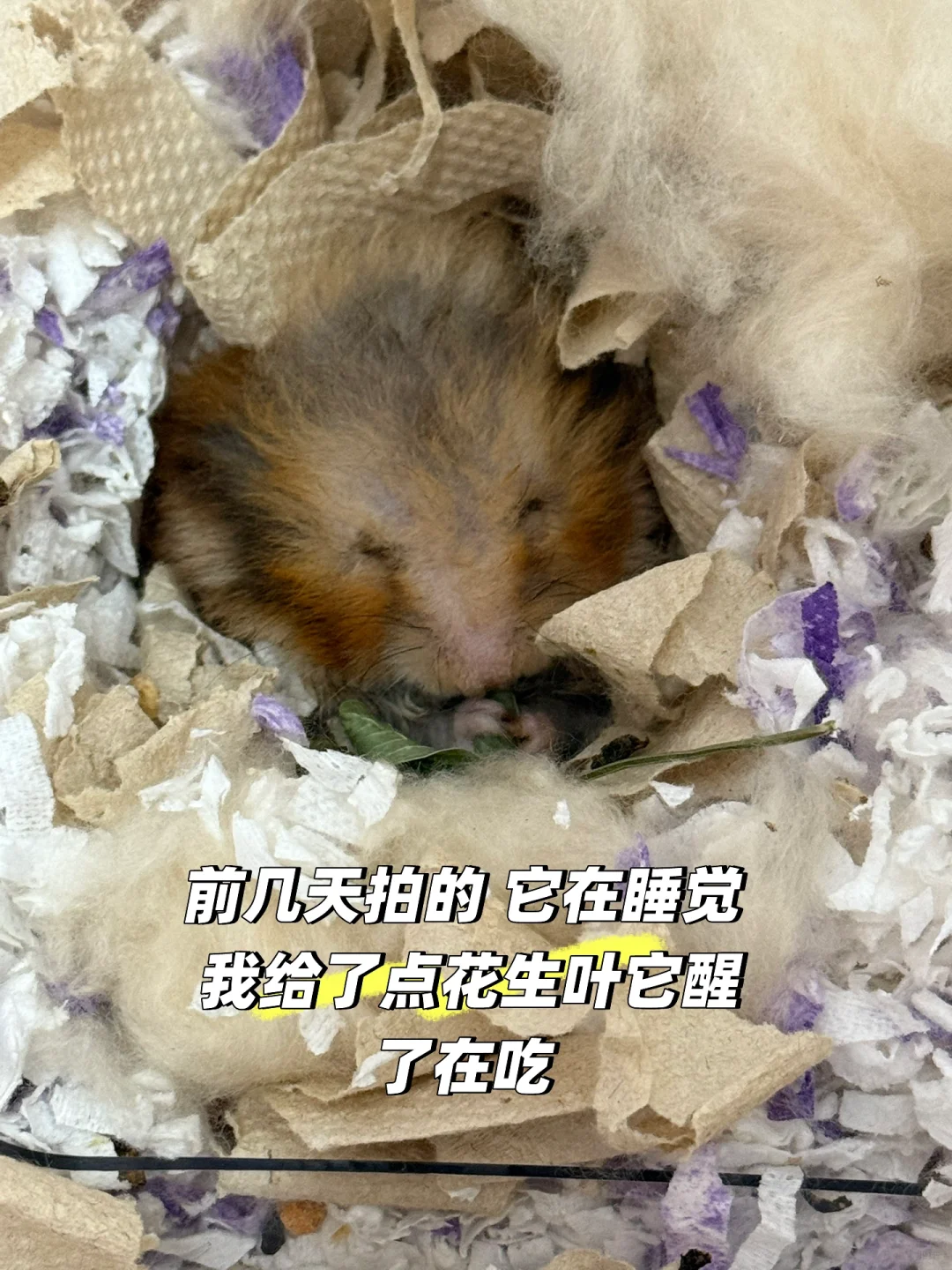 养两年的金丝熊突然没了
