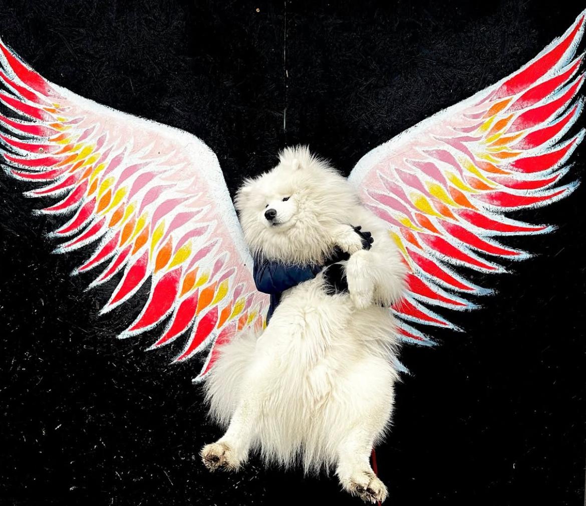 正在 cos 逆蝶的萨摩耶 