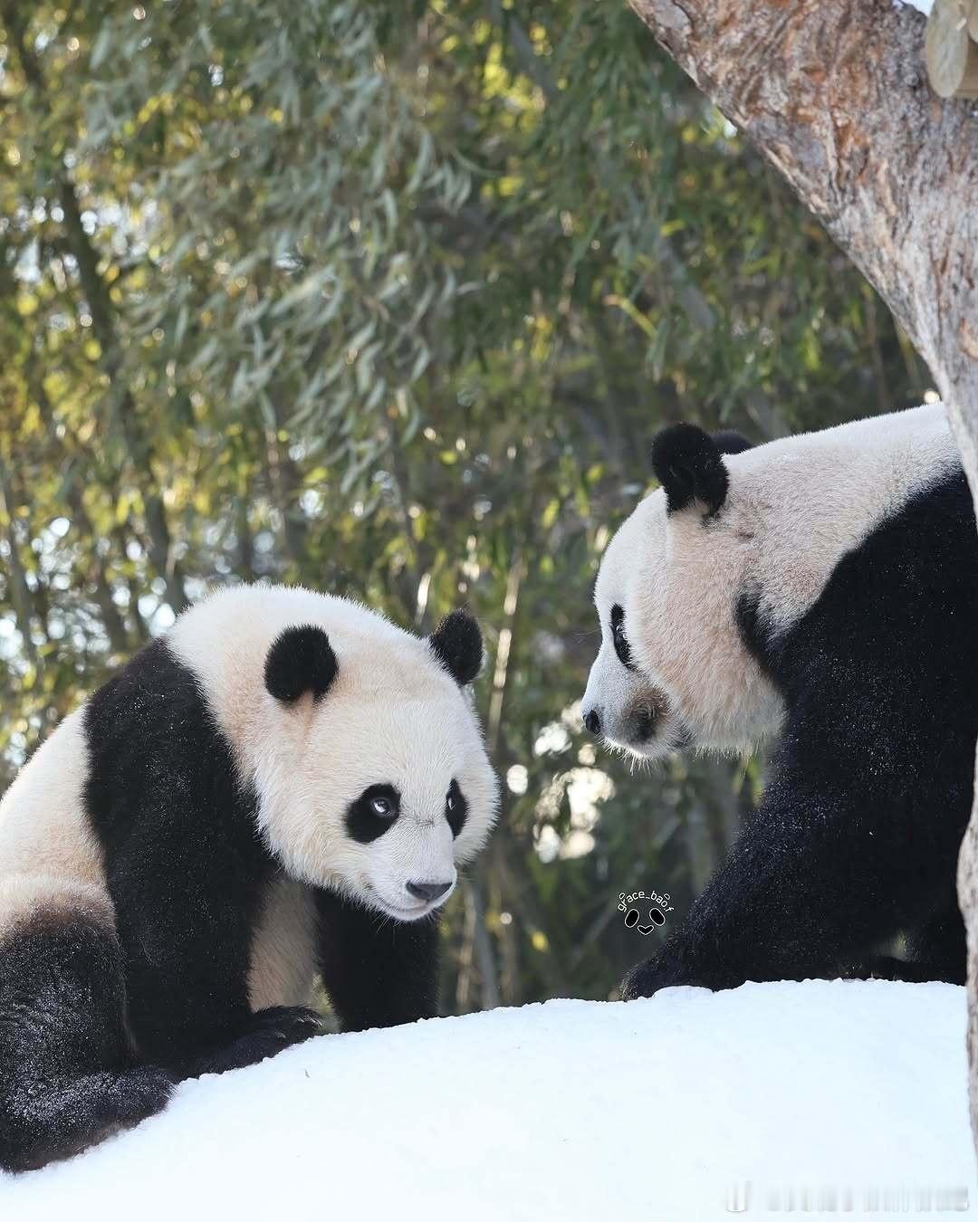 辉宝试图挑战爱宝，一上来气势汹汹的，眼神中透露一丝不屑和暗自得意，结果下一秒被爱