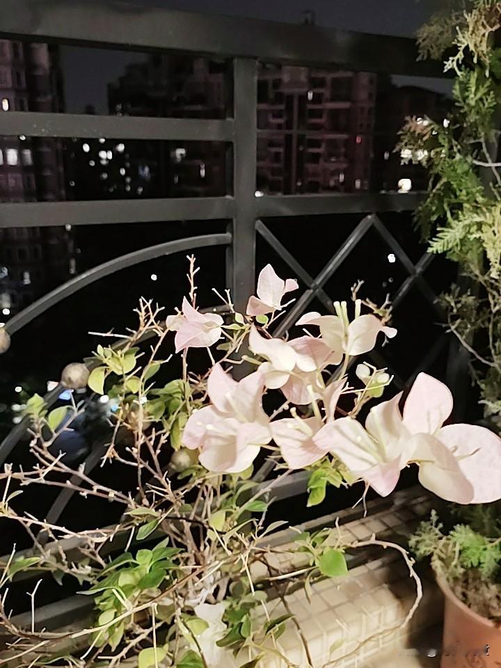 秋高气爽[月亮]月下品茗