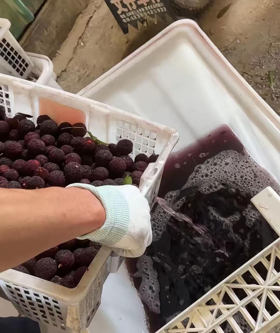 真恶心！福建漳州的杨梅熟了。但别急着馋——这东西，分两种。杨梅特产 杨梅中毒 江
