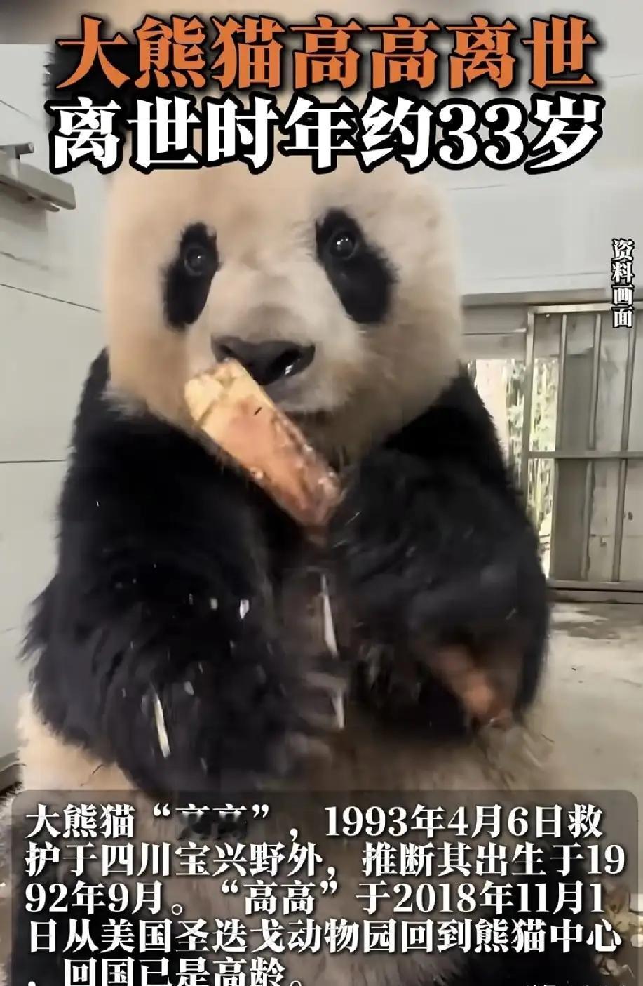 心痛啦！33岁的“考编顶流”大熊猫高高，终究还是去潘达星报到了！
 
这只把“不