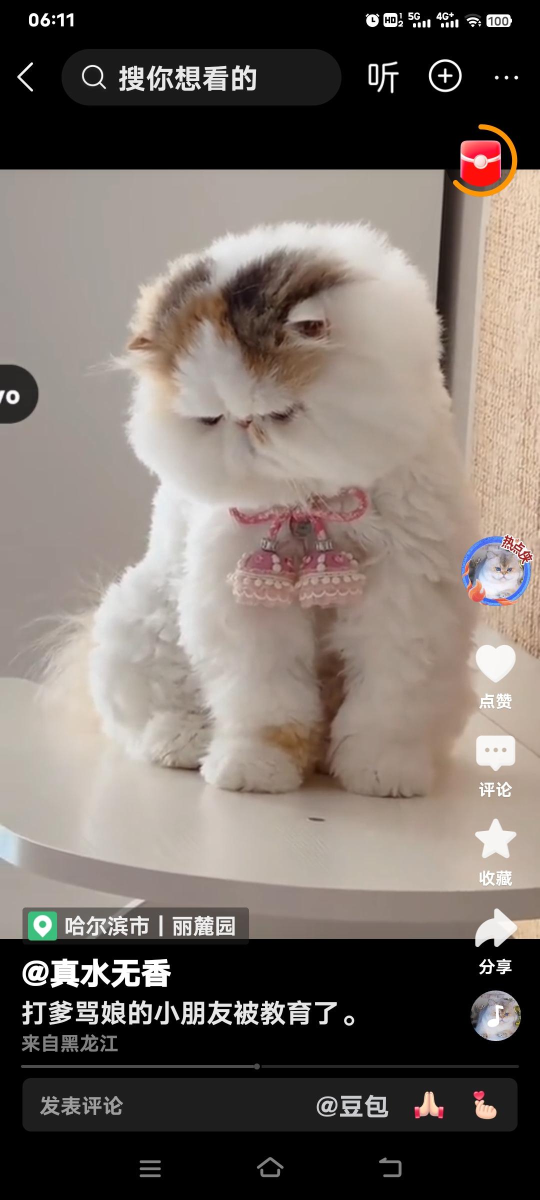 发一张图片看看你们家的猫