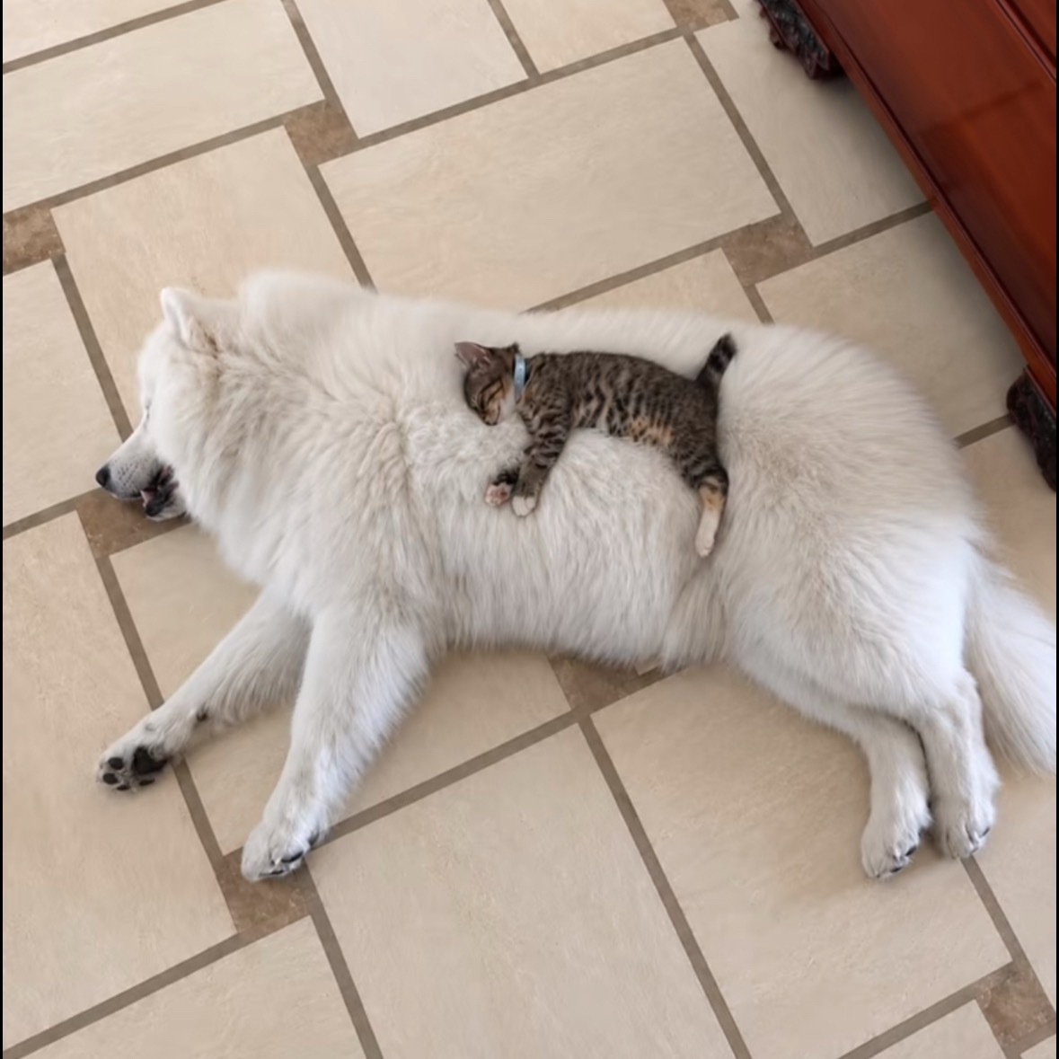 嘻 