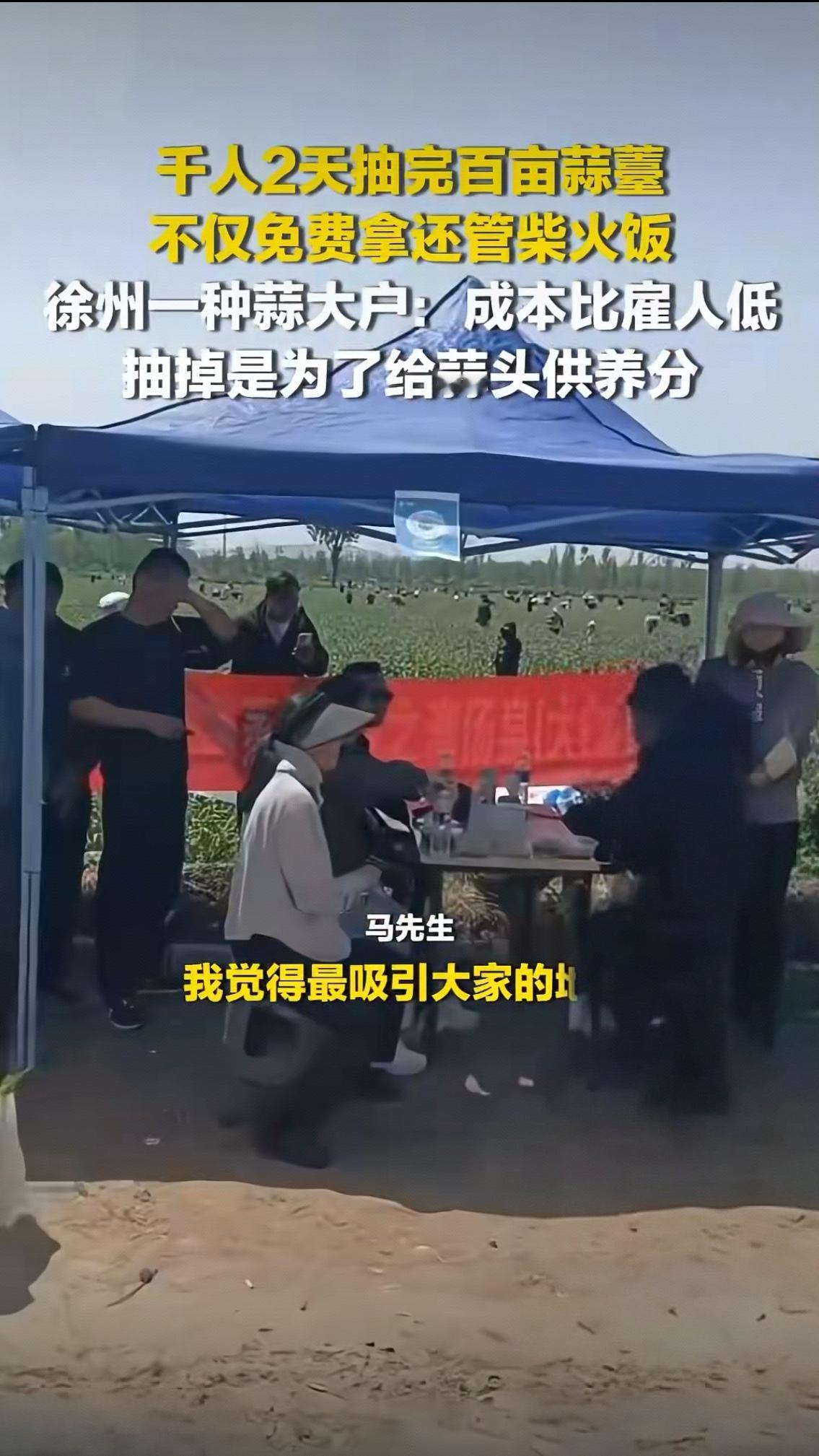 “良计”！千人涌进徐州蒜地！免费拿蒜薹还管大锅饭，农户直言：比雇人划算太多
 