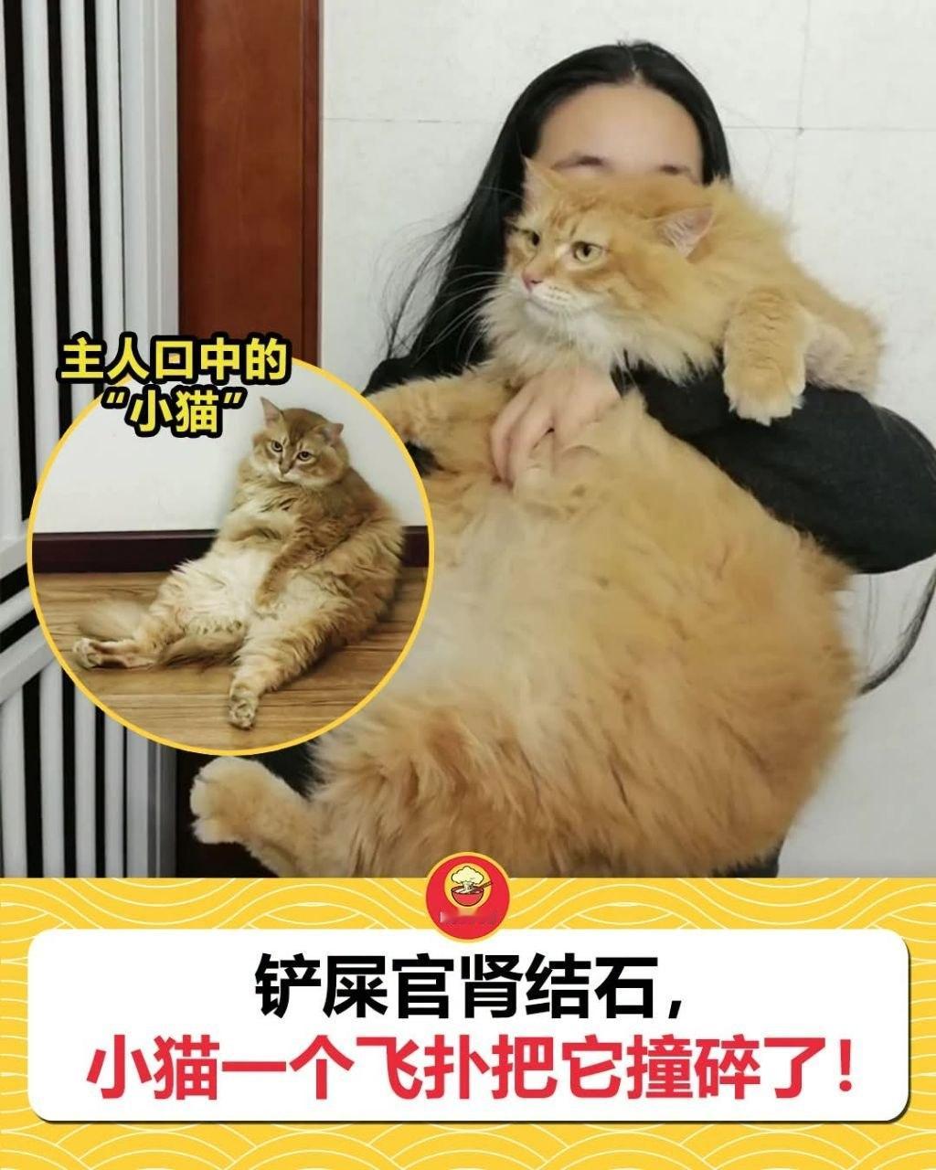 “小”猫做得好 