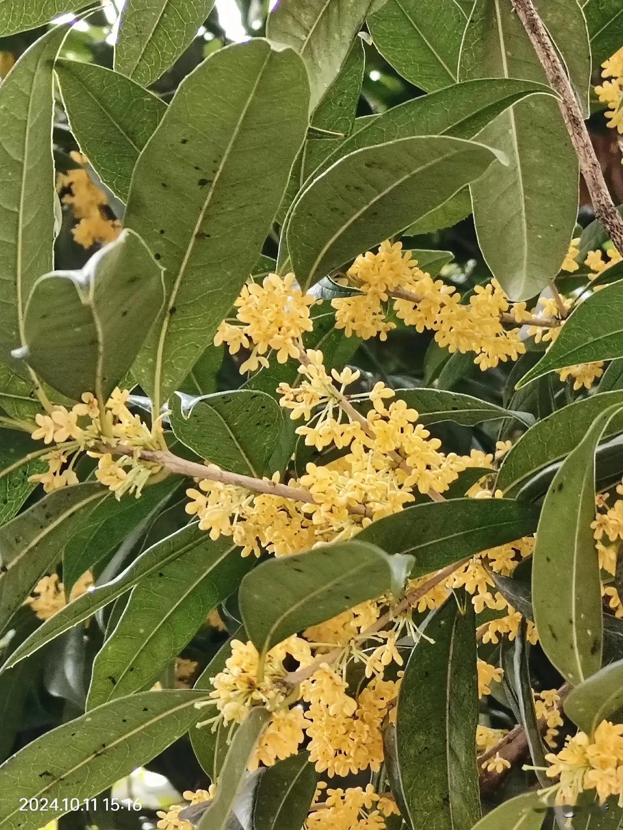 #随手一拍都是美景#桂花飘香，又到了一年桂花飘香的季节