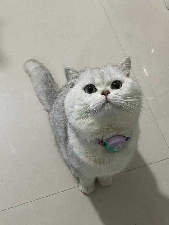 想看看大家的银渐层