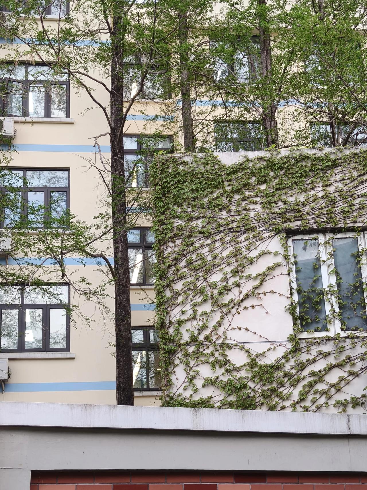 这两天的天气用春寒料峭这个词应该非常合适。
前天温度还挺高，🈶二十七八度°啦～