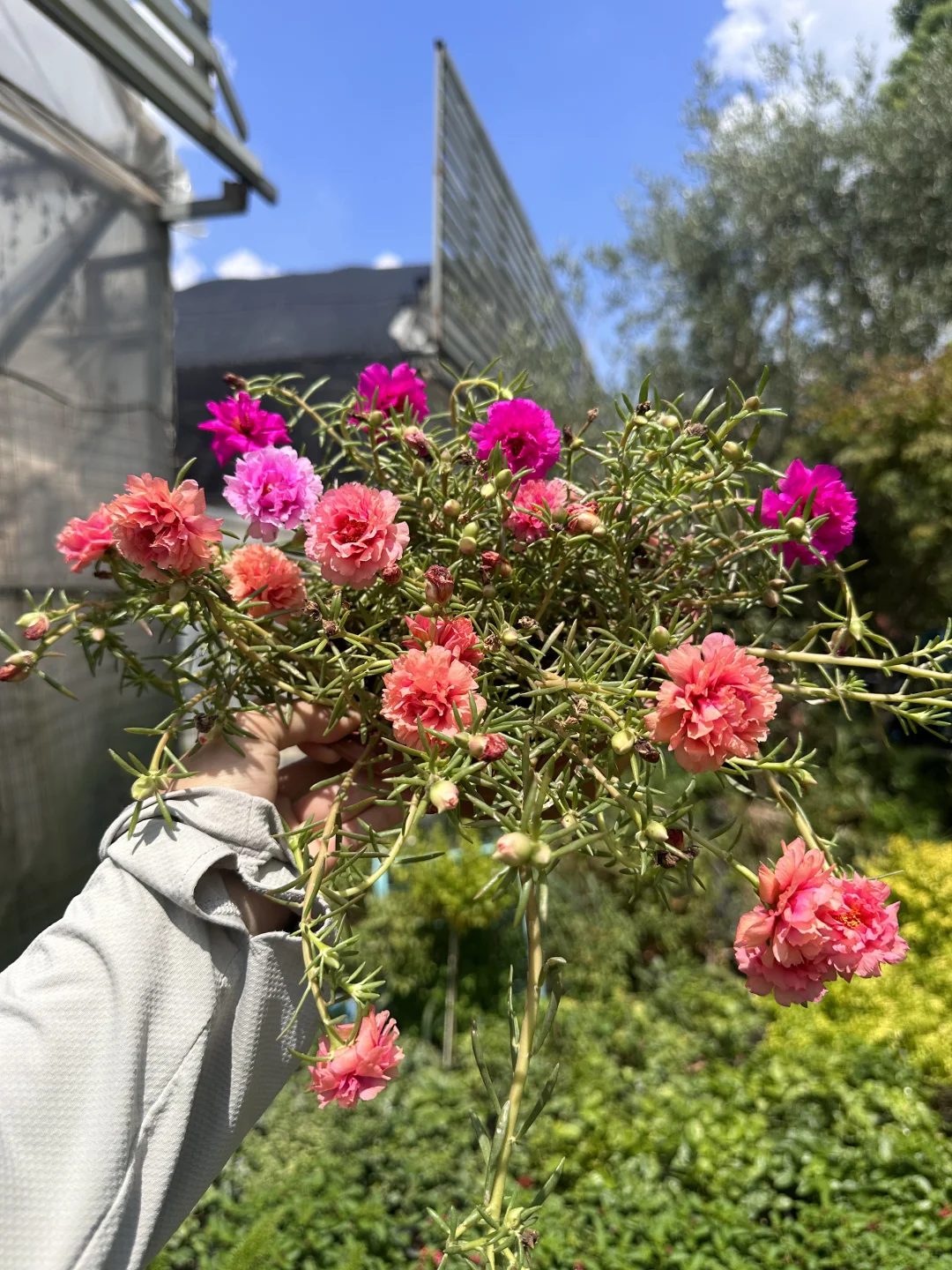 重瓣太阳花