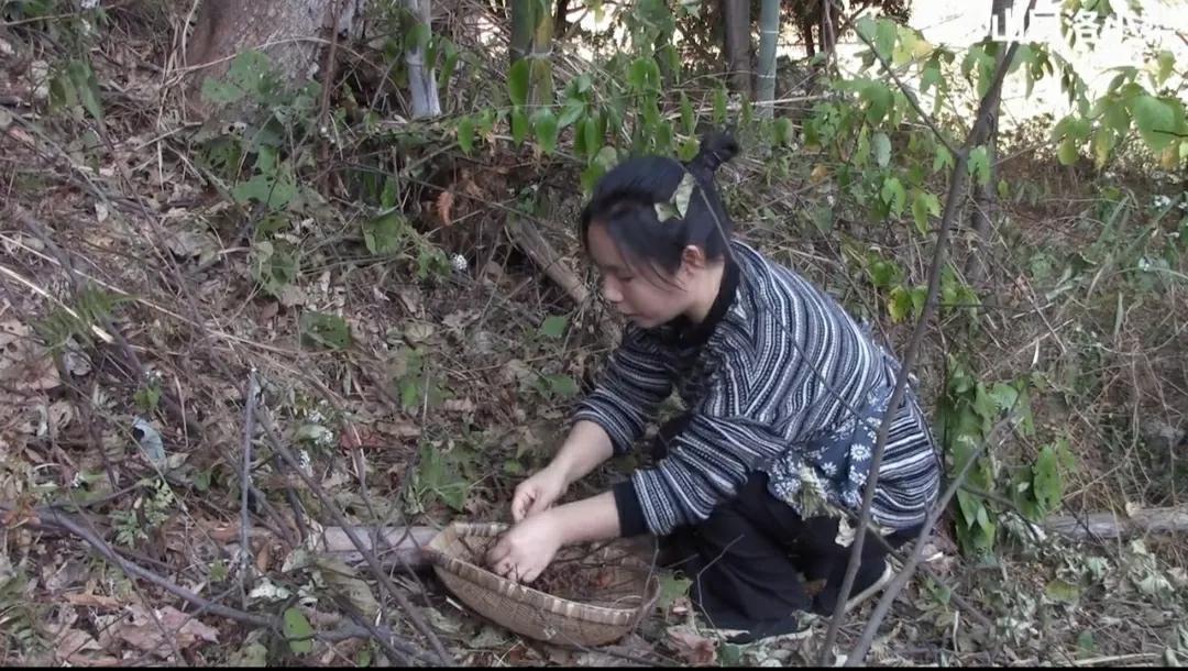 在山里山居几年才活明白，其实最好的养生是不需要花一分钱的，那就是天养和地补，山居