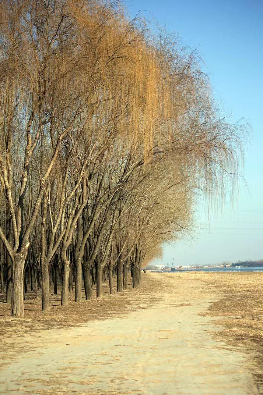 冬日生活打卡季冬日柳林的小路，枯枝垂着浅黄的丝绦，蓝天作底，风掠过的时候，连寂静
