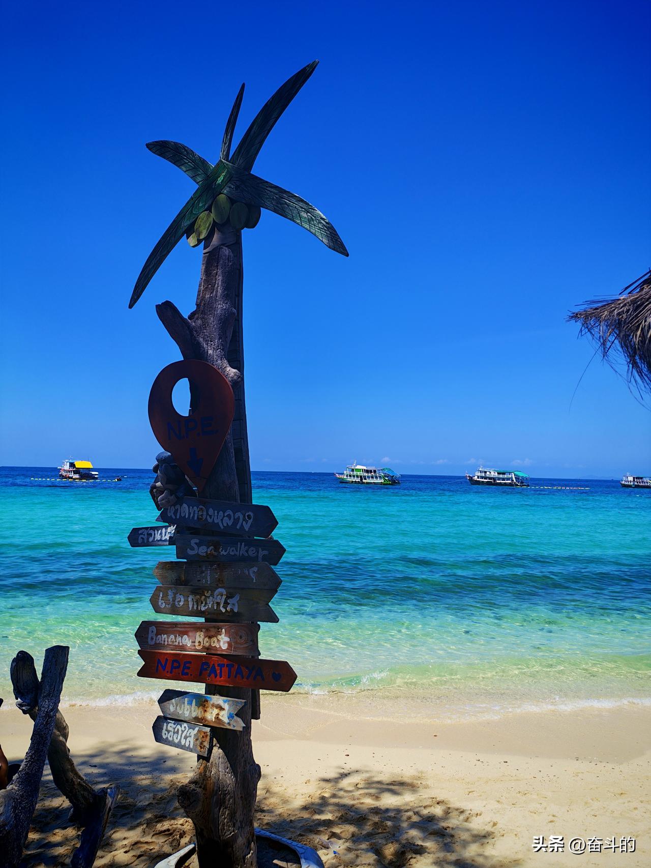 分享一张你手机里的树