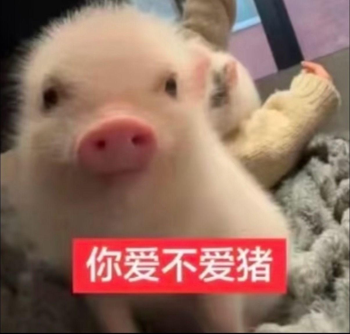 之前答应大家的快闪卡包不会忘记 但是我想等到货了在抽[柯基] 这样能立马给幸运宝